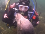 WHEN DIVER COULDN’T UNDERSTAND WHAT THE SEAL WAS SAYING, IT GRABBED HIS HAND